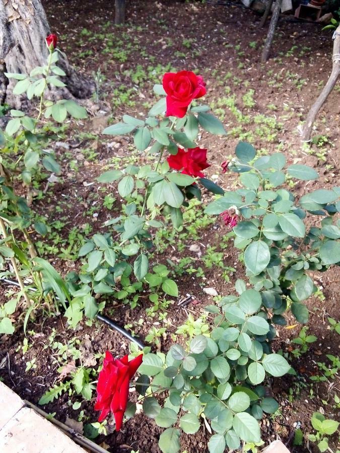 Il Giardino Di Hyccara Villa Carini Bagian luar foto