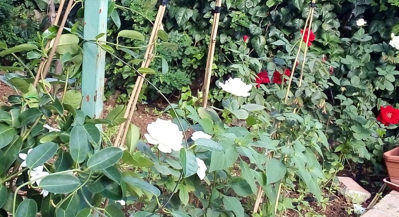Il Giardino Di Hyccara Villa Carini Bagian luar foto